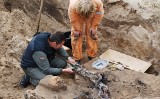Na Wyspie Wolin wykopano szczątki żołnierzy Wehrmachtu [zdjęcia]