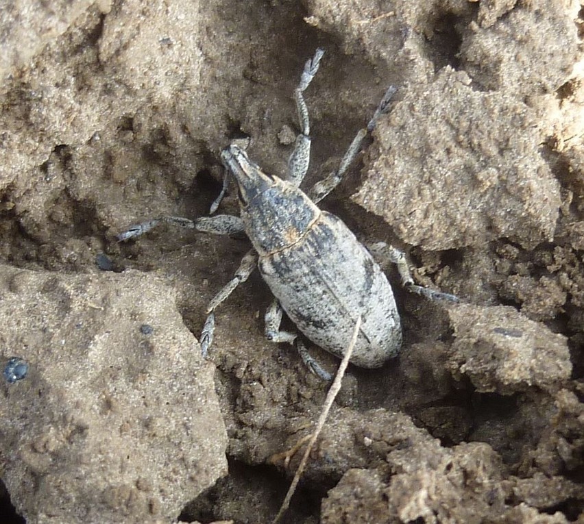 Szarek komośnik opuszcza miejsca spoczynku zimowego i...