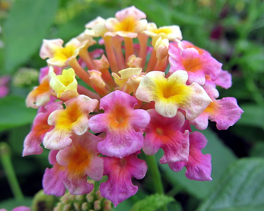 Kwitnąca lantana
Lantana - roślina zmieniająca kolor kwiatów