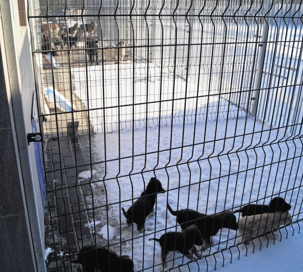 Sześć ślicznych, półrocznych szczeniaczków pilnie szuka domu