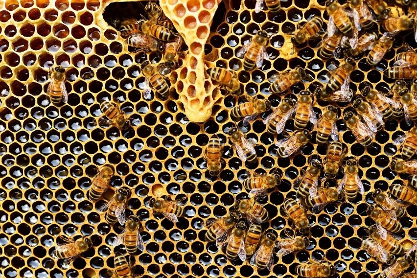 Pszczele stołówki, domki. Tak dbaliśmy o pszczoły w 2018 roku