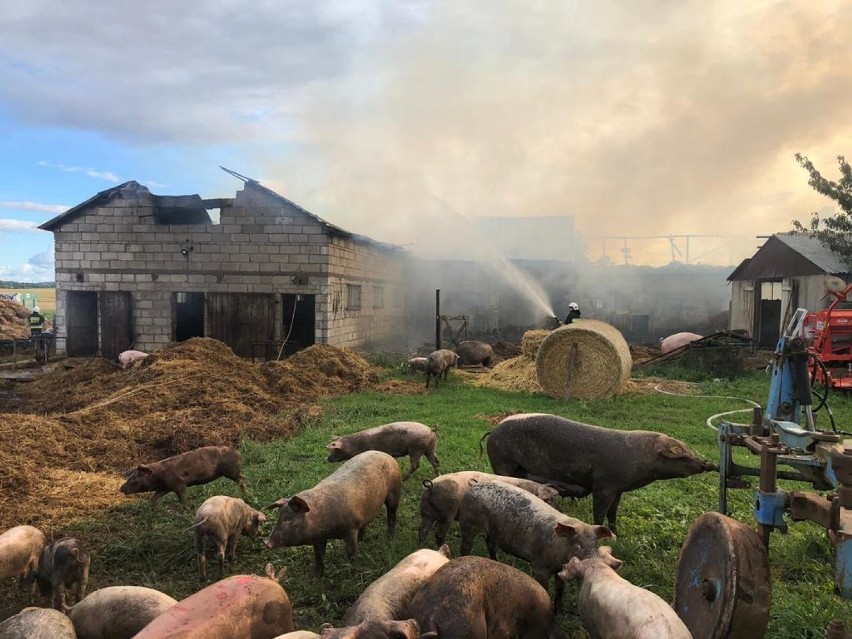 Pożar stodoły w Rywałdzie. W środu 200 sztuk trzody chlewnej. Z ogniem walczyło 14 zastępów straży