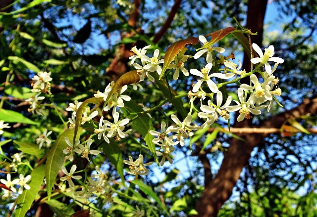 Miodla indyjska to drzewo, z którego pestek tłoczy się olejek neem. Wykorzystuje się go w kosmetyce, tradycyjnej medycynie, ale też do zwalczania szkodników i chorób roślin.