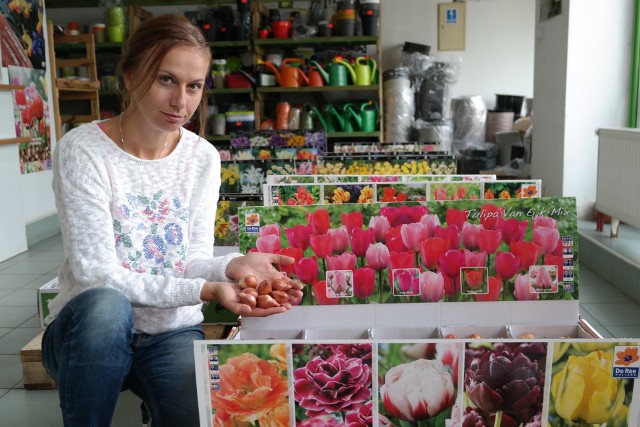 Cebulki tulipanów niezmiennie cieszą się popularnością - prezentuje je Magda Bolechowska z ACM Agrocentrum w Kielcach.