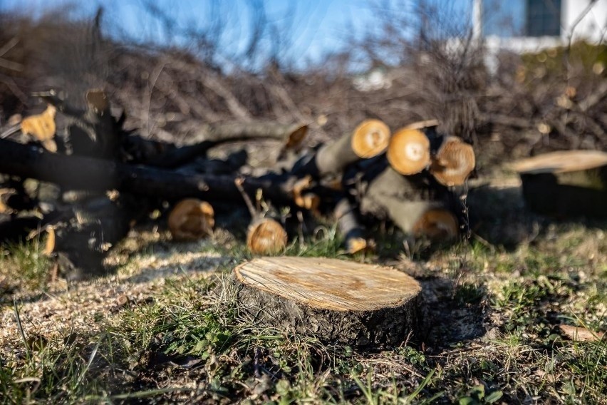 Śmierć przy wycince drzew pod Limanową. 72-letni mężczyzna zmarł na miejscu 