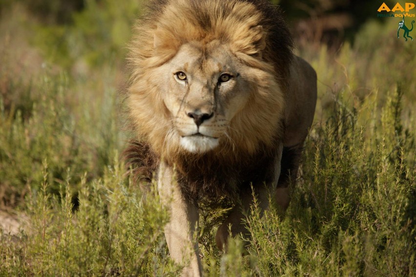 Lwy były bite i maltretowane. Trafiły do prywatnego zoo na Pomorzu (wideo, zdjęcia)