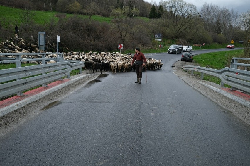 W Bieszczadach trwa wiosenny redyk, czyli wypas owiec....