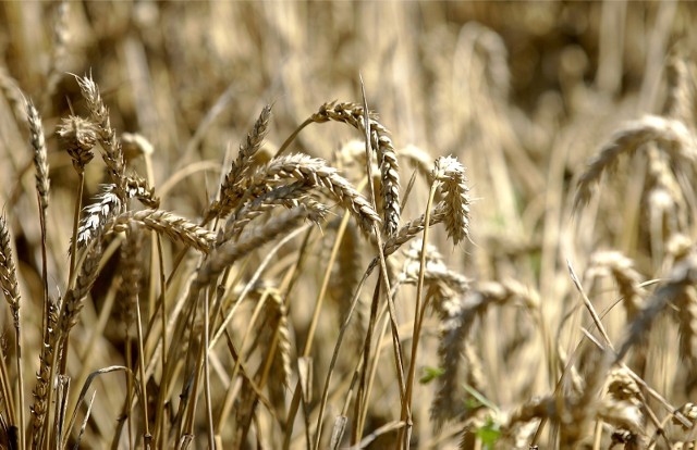 Po ile rolnicy będą sprzedawać zboża, żywiec oraz mleko w marcu i czerwcu? Spróbował to przewidzieć zespół ekspertów ds. Prognozowania Cen Produktów Rolno-Żywnościowych  powołanych przez dyrektora Krajowego Ośrodka Wsparcia Rolnictwa.