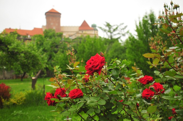 Klasztor oo. Bernardynów w Krakowie, ogród klasztorny