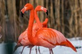 Ferie wśród zwierząt. Zoo w Ostravie zaprasza Polaków. Spotkasz zebry i słonie, a nawet flamingi. Dowiesz się o nich w centrum edukacyjnym