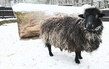 Melania, owca celebrytka
