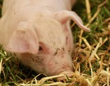 Hodowca świń dostał mniej. Spadły ceny skupu żywca wieprzowego (styczeń 2018)