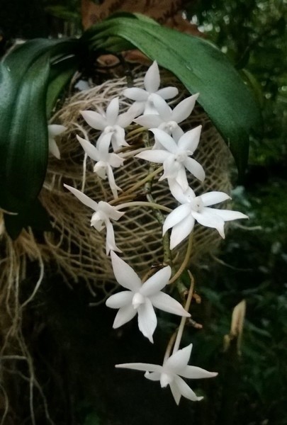 Orchidee należą do najpopularniejszych roślin pokojowych,...