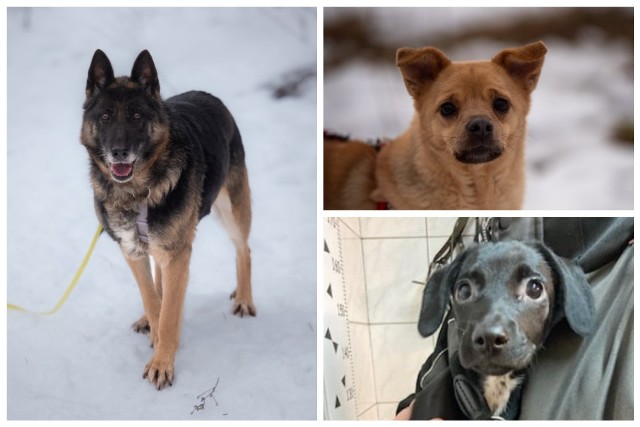 Poznaj gotowe psy do adopcji ze Schroniska dla Zwierząt "Dolina Dolistówki".