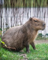 Dzień kapibary w łódzkim zoo. Tenebris dostała smakołyki i wykąpała się w płatkach róż