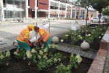 W Kielcach sadzą nowe kwiaty przed ratuszem i myją parking 