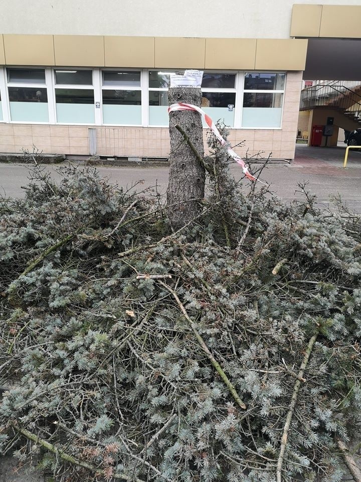 Wycięto trzy drzewa na osiedlu Kmity w Rzeszowie. Mieszkańcy: Kto na to pozwolił? [ZDJĘCIA]