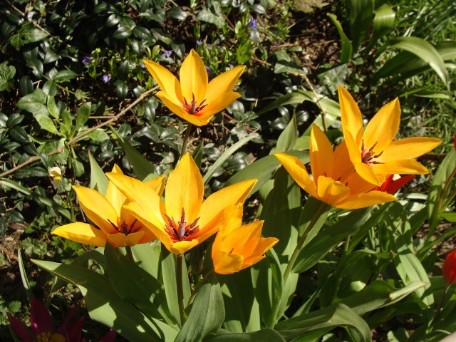 Tulipany botaniczne są piękne i kolorowe. Na przykład Praestans Shogun to gatunek o pomarańczowożółtych kwiatach, z czerwonymi, małymi plamkami przy nasadzie płatków.