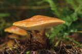 Grzybobranie 2020. Jak wyglądają grzyby jadalne? Jak odróżnić grzyby jadalne od trujących? 13.12.2020