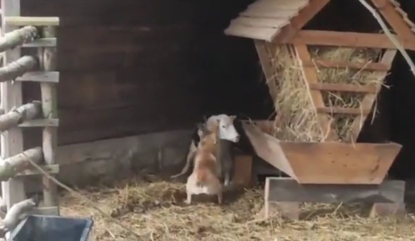 Przerażające! Psy próbowały rozszarpać owcę z żywej szopki w Kałkowie (FILM)
