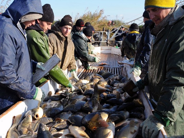 Rybne zniwa w StarzawieW Gospodarstwie Rybackim w Starzawie, jednym z najwiekszych w Polsce, rozpocząl sie jesienny odlów karpi. Ze stawów hodowlanych ryby trafiają do magazynów, a stamtąd w grudniu na świąteczne stoly.