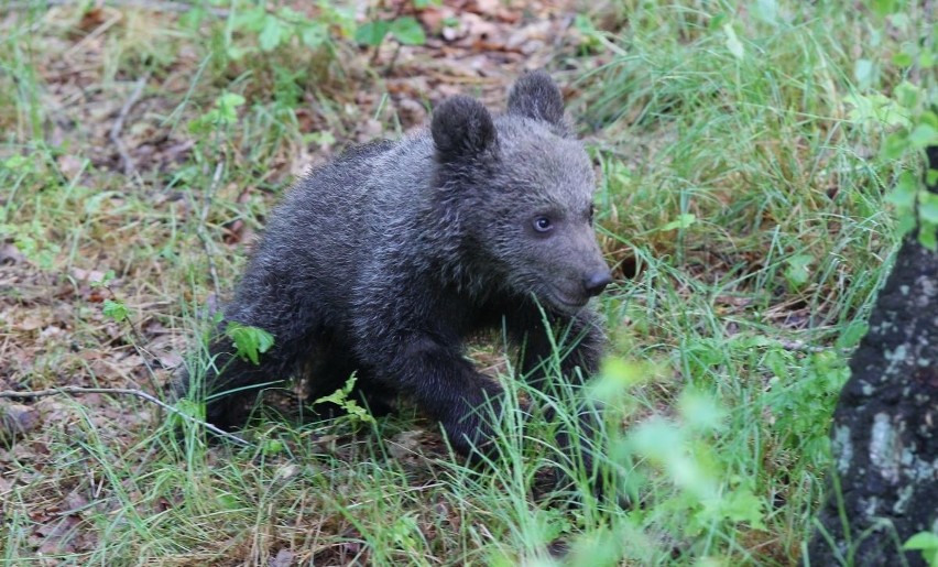 Zoo Poznań: Niedźwiedzica Cisna debiutuje na wybiegu