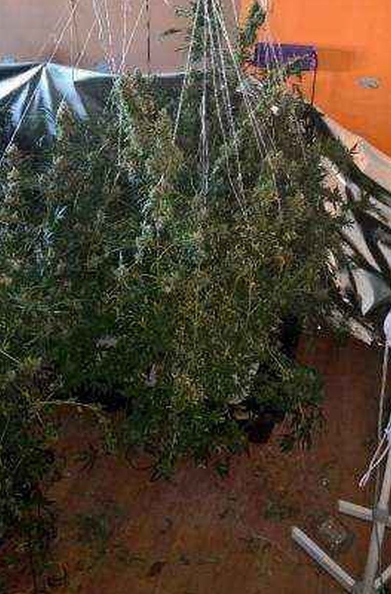 Narkotyki w śródmieściu! 47 krzaków konopi i ponad 2 kilogramy suszu roślinnego