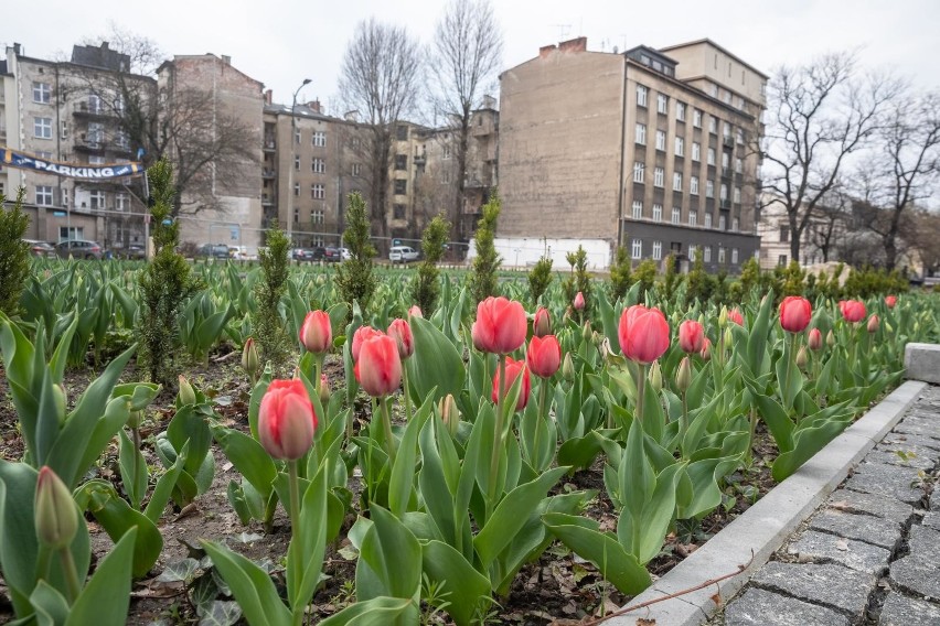 Na placu Biskupim zakwitły tulipany, ale końca przebudowy...