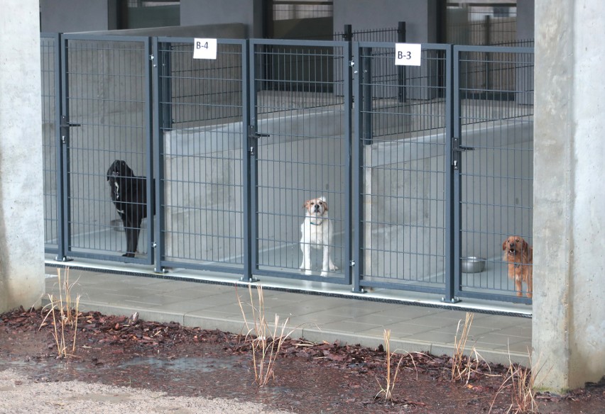 Nowe schronisko dla bezdomnych zwierząt w Szczecinie już działa. 7 kotów i 46 psów w nowych boksach z wybiegami [ZDJĘCIA]
