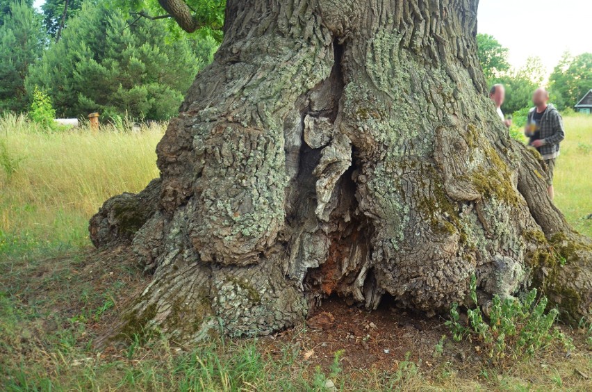 Podlaski Dąb Dunin prowadzi w w konkursie na Europejskie Drzewo Roku. Głosowanie trwa do końca lutego