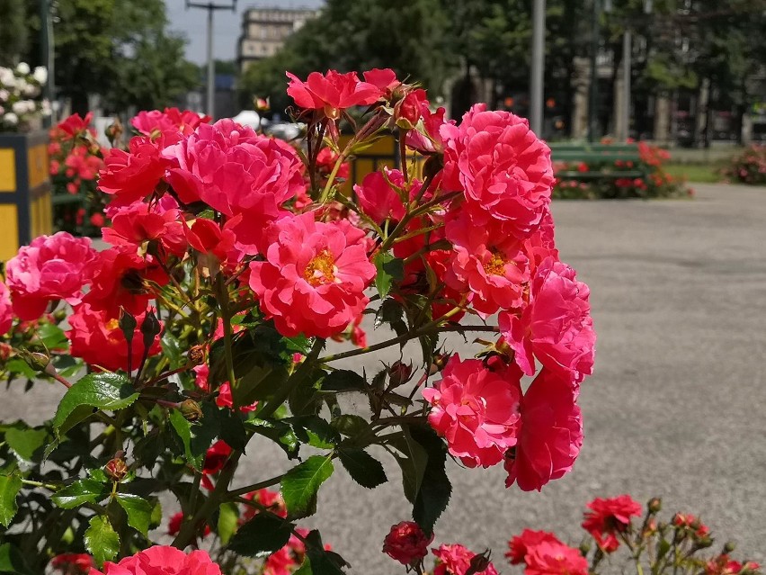 Kraków. Aleja Róż w pięknie kwitnących różach [ZDJĘCIA]