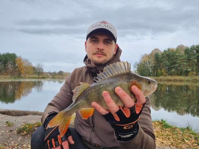 Podczas zawodów spiningowych w Suchedniowie złowiono sporo dorodnych okoni.