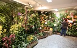 Najpiękniejsze storczyki zostaną pokazane na wystawie w Ogrodzie Botanicznym w Łodzi