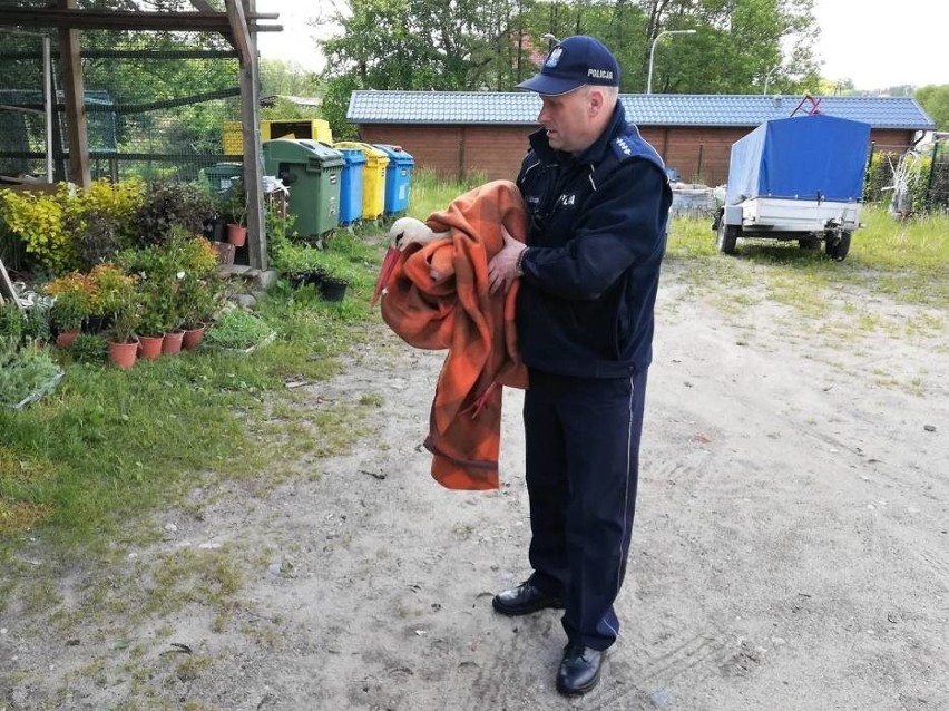 Policjanci uratowali rannego bociana w gm. Tuchomie. Miał złamaną nogę i bez pomocy by nie przeżył [ZDJĘCIA]