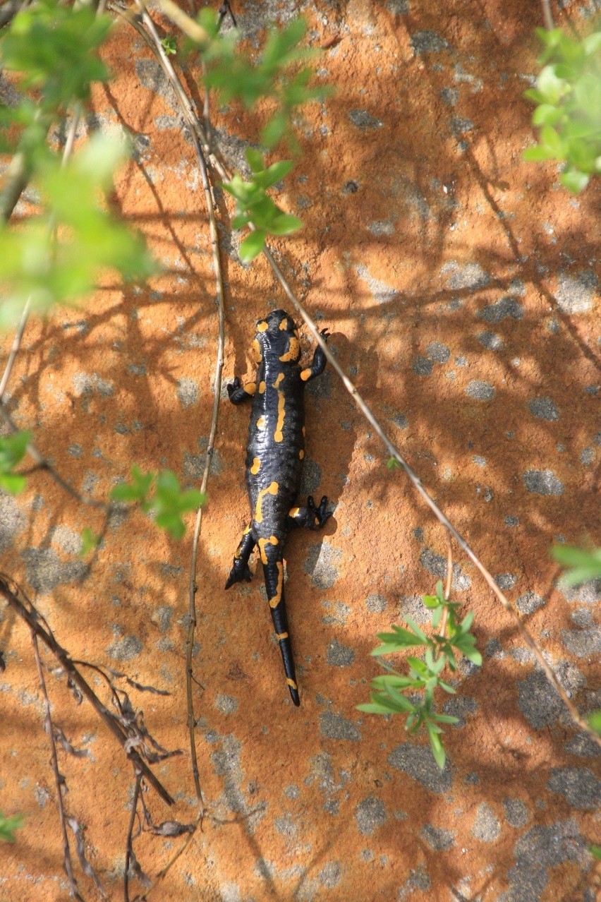 W lasach Podkarpacia rodzą się młode salamandry. To największe płazy ogoniaste w Polsce, dotykanie ich jest niebezpieczne [ZDJĘCIA]