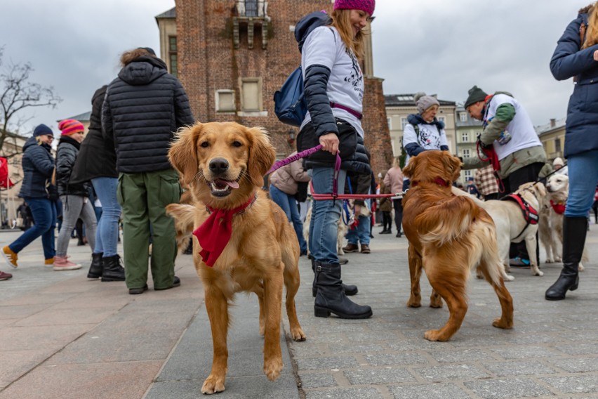 31. Finał WOŚP w Krakowie. Nie tylko ludzie zbierali do puszek. Na Rynku Głównym można było spotkać również golden retrievery