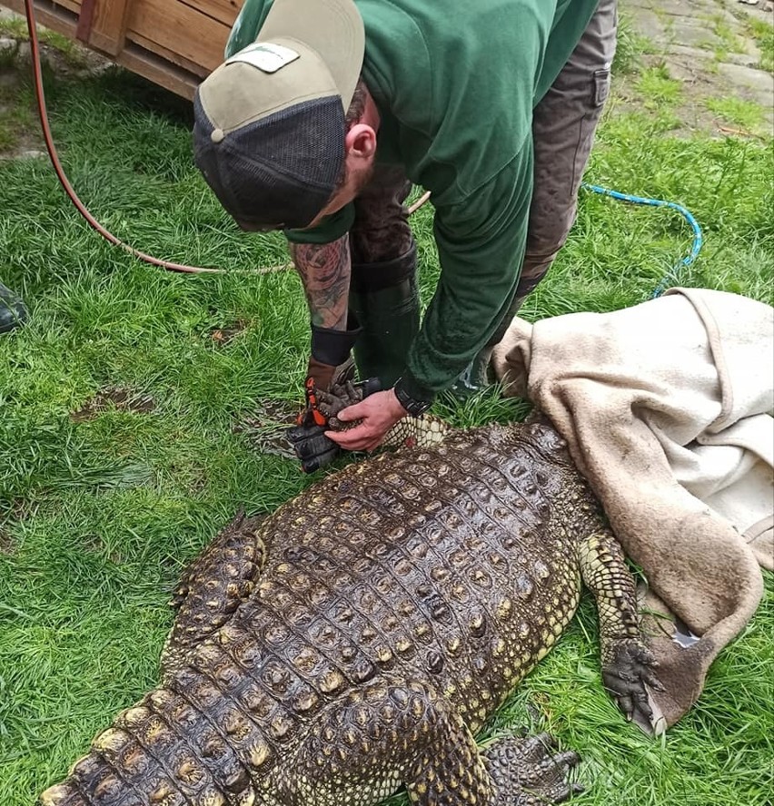 Pracownicy zoo w Poznaniu informują, że to była wyjątkowo...