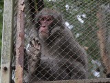 Małpy zawładnęły Myślęcinkiem [zdjęcia]