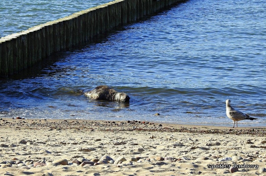 Ranna foka wypłynęła na brzeg na plaży w Jarosławcu [ZDJĘCIA, WIDEO]