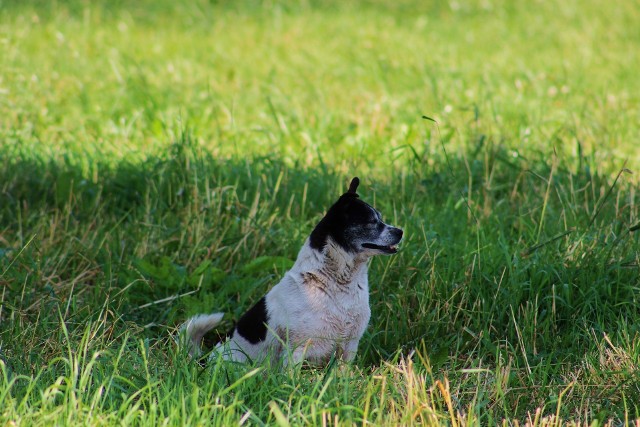 - Pies - najlepszy przyjaciel człowieka... Cały czas był przy zaginionym - przekazali na Facebooku członkowie Wielkopolskiej Grupy Poszukiwawczo-Ratowniczej SIRON.