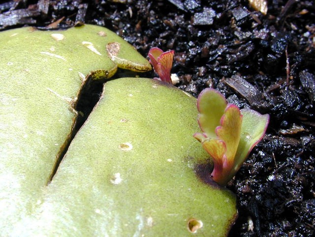 Żyworódka PinnataAby rozmnożyć kalanchoe pinnata, zerwany liść należy położyć na wilgotnej glebie i lekko do niej docisnąć. Brzegi blaszki liściowej muszą mieć kontakt z ziemią. Nowe roślinki pojawią się po kilku tygodniach (lub kilkunastu w przypadku sezonu jesienno-zimowego).