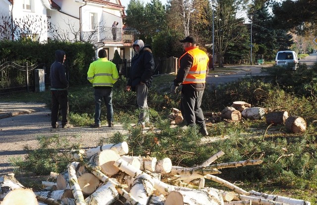 Wczoraj mieszkańcy Rokosowa zawiadomili nas o  wycince drzew na Rokosowie. - To skandal! Poszerzają chyba drogę albo chodnik robią i wycinają drzewa - dęby, sosny, wszystko idzie pod topór! - denerwowali się.Rzeczywiście na miejscu, w rejonie ul. Wierzbowej, trwała akurat wycinka drzew. Część, m. in. brzozy, już została wycięta. Podobnie sosny. Do wycinki oznakowano kolejne drzewa, m. in. dwa dęby. - Wśród tych drzew są nasze prywatne nasadzenia, żeby było ładnie przed posesją, a teraz to wszystko nam niszczą - złorzeczyli mieszkańcy. Jak tłumaczą  w ratuszu to, co się dzieje na Rokosowie? Budową drogi, nowej trasy rowerowej i chodników wzdłuż ul. Wierzbowej. - Urząd Miejski, ze względu na realizowaną inwestycję, wystąpił do marszałka województwa z wnioskiem o zgodę na wycięcie 41 drzew, wśród nich są sosny, dąb, klony, a także krzewy i niewielkie drzewka. Otrzymaliśmy pozytywną decyzję w tej sprawie - mówi Robert Grabowski, rzecznik koszalińskiego ratusza. - Została podpisana umowa z firmą Domar na realizację inwestycji do końca kwietnia 2019 roku, za 2,4 mln złotych. Przekazano już plac budowy. Ma powstać 6-metrowa ulica na odcinku od Dębowej do Mahoniowej, po lewej stronie, patrząc od Dębowej, będzie nowy chodnik, po drugiej stronie - ścieżka rowerowa i trasa dla pieszych. Trasa docelowo ma być doprowadzona do ul. Wojska Polskiego, gdzie też jest budowana droga rowerowa. - Po co nam te ścieżki rowerowe, skoro mają one prowadzić przez pustynię bez drzew? - zastanawiają się nasi Czytelnicy. Zobacz także: Rozmowa Tygodnia GK24