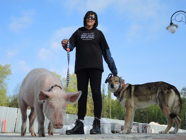 O 9.20 z plaży w Świnoujściu wyruszyła ekipa Fundacji "Pies Szuka Domu". Przejdą 520 km polskim wybrzeżem ze świnką i wilczakiem czechosłowackim.