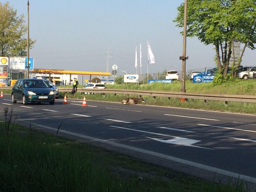 Łoś zatarasował przejazd na DK94 w Sosnowcu