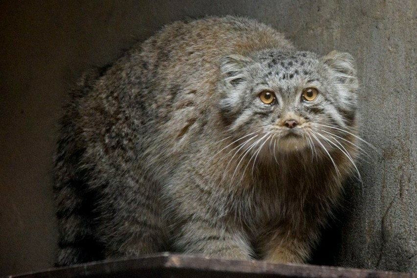 Manul Magellan może być dumny, zdobył tytuł najpiękniejszego...