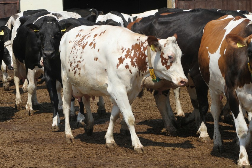 Przeciętna krowa będąca pod oceną użytkowości mlecznej (w...