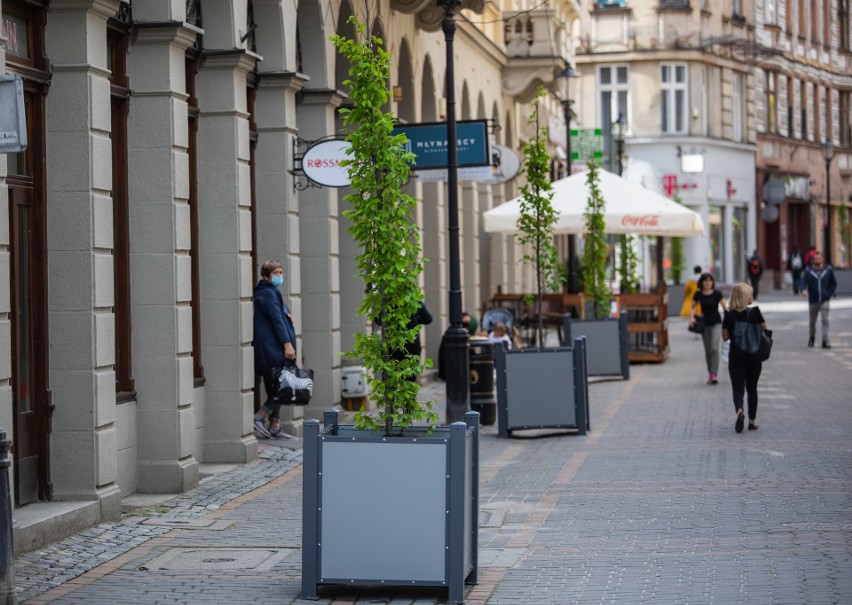 Dwumetrowe graby kolumnowe zdobią deptak 11 Listopada