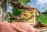 Nowa pomoc dla pszczelarzy? W połowie marca 2023 ARiMR planuje ogłoszenie naboru wniosków na pomoc w sektorze pszczelarskim