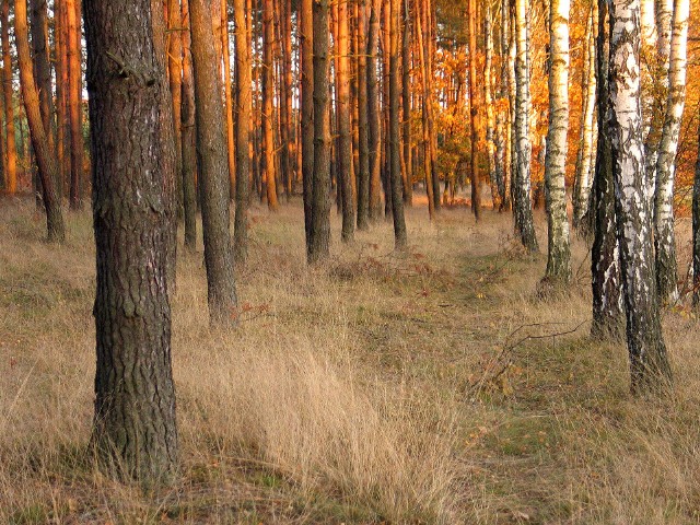 Wieloletnia susza dała się opolskim lasom we znaki.