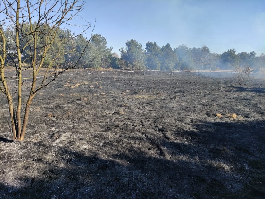 Plaga pożarów traw w powiecie kazimierskim. Wiemy, w których gminach jest najwięcej, a w której najmniej